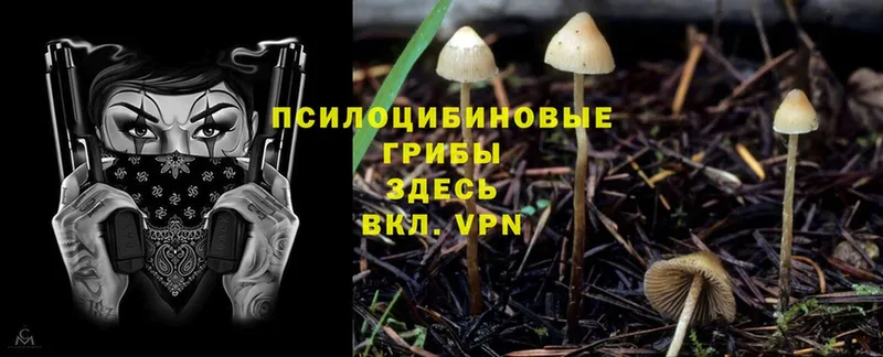 Галлюциногенные грибы Cubensis  где купить   Курган 